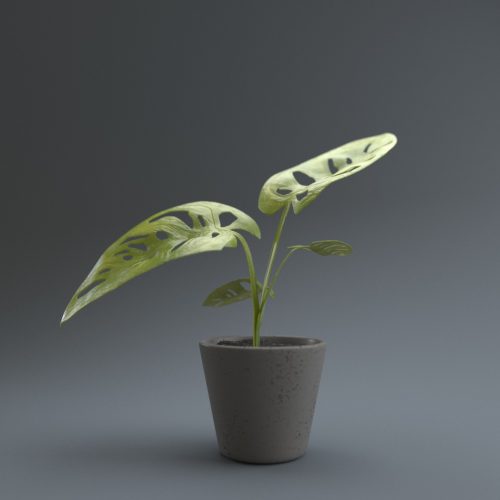 Small Mostera Plant